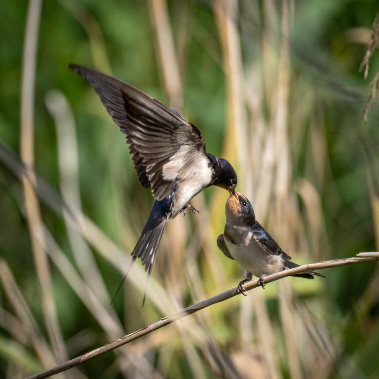 Hirondelle rustique
