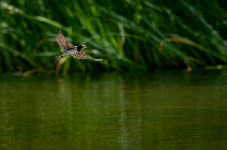 Hirondelle rustique