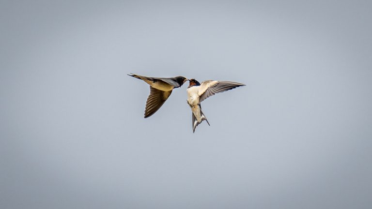 Hirondelle rustique