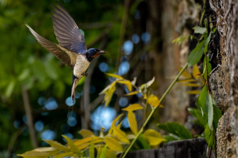 Hirondelle rustique