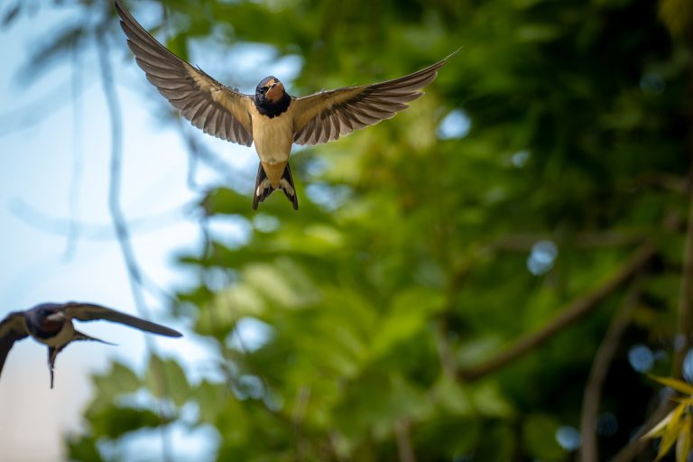 Hirondelle rustique