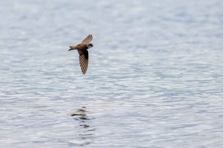 Hirondelle de rivage