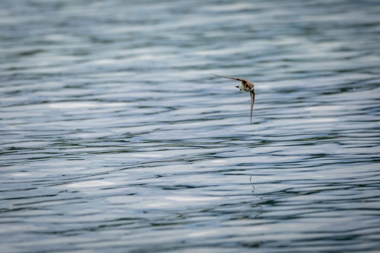 Hirondelle de rivage