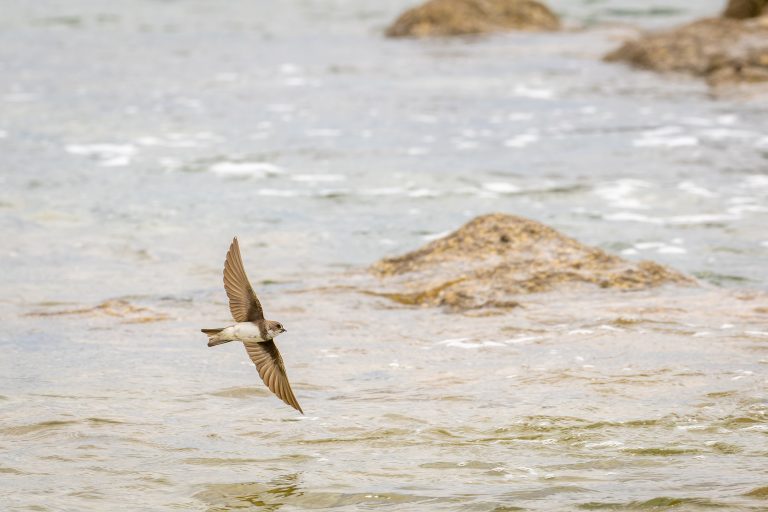 Hirondelle de rivage