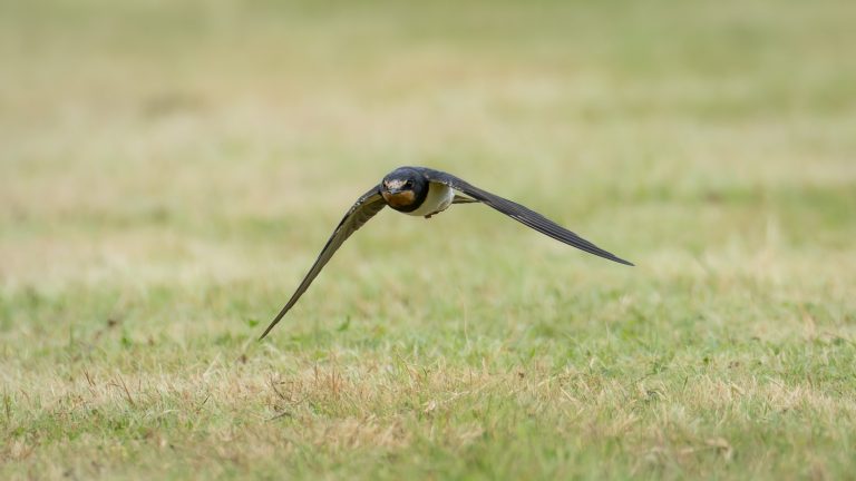 Hirondelle rustique