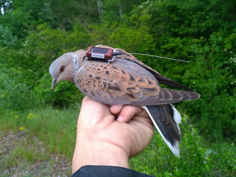 Tourterelle des bois équipée d'un GPS