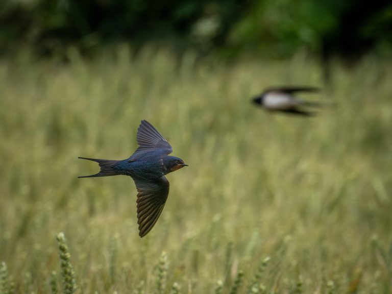Hirondelle rustique