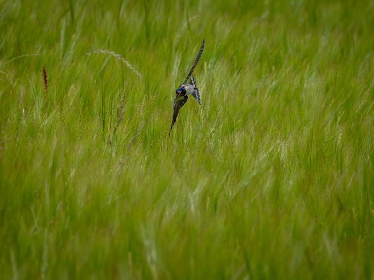 Hirondelle rustique