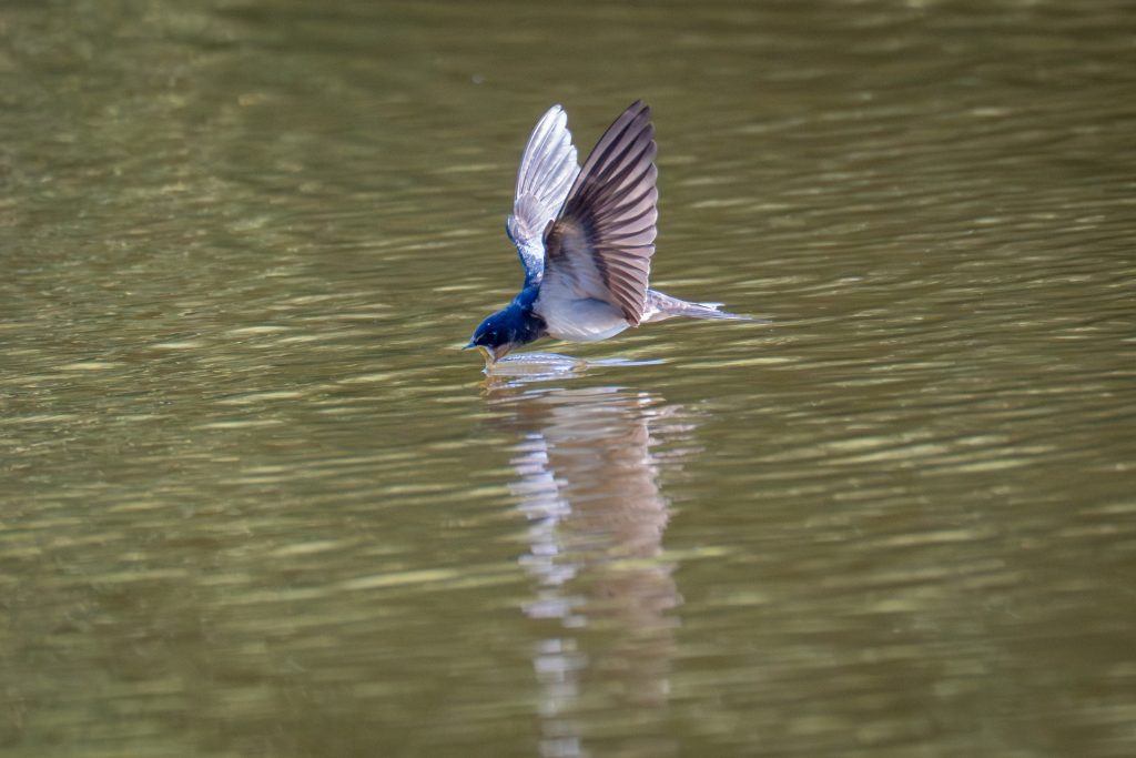 Hirondelle rustique