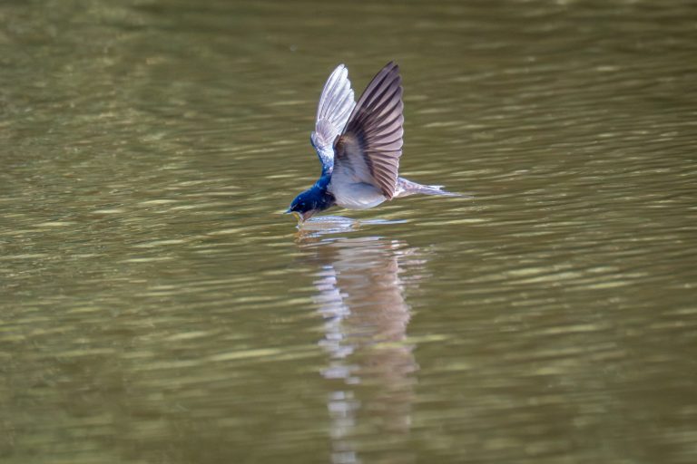 Hirondelle rustique