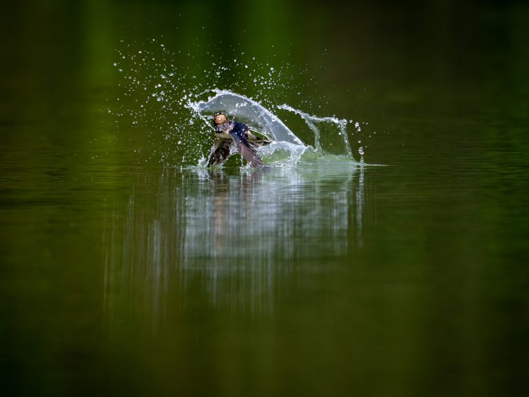 Hirondelle rustique