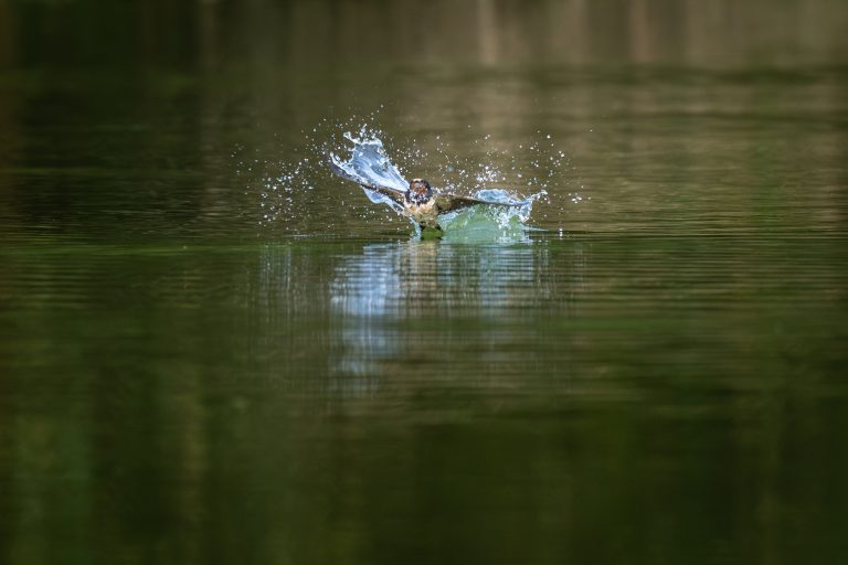 Hirondelle rustique