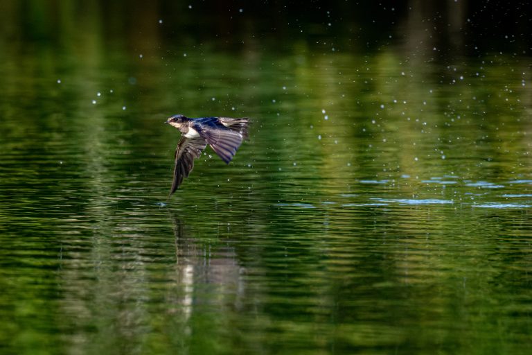 Hirondelle rustique
