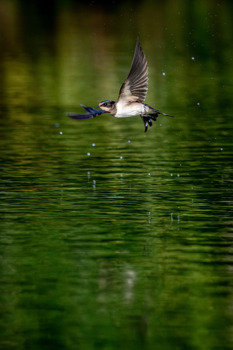 Hirondelle rustique
