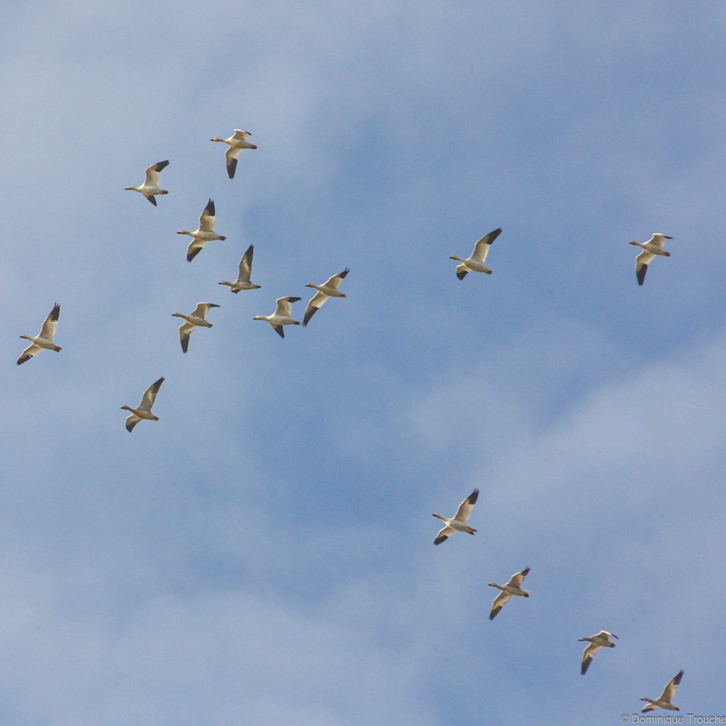 Oies des neiges en migration