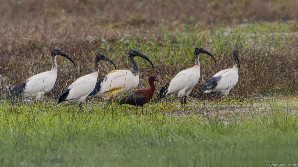 5 Ibis sacrés et un Ibis falcinelle