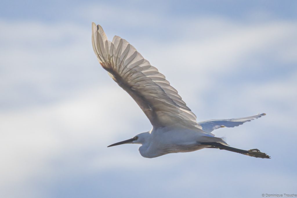Aigrette garzette en vol