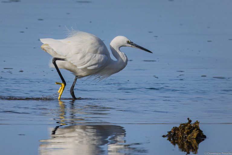 Aigrette garzette