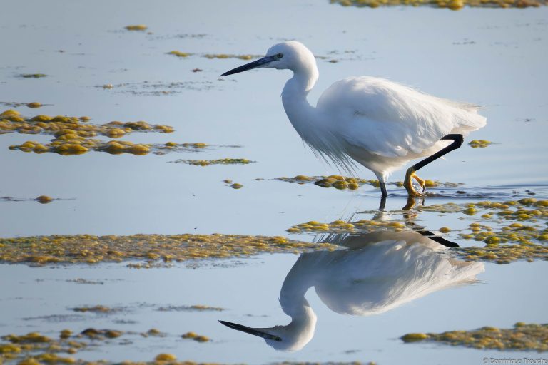 Aigrette garzette