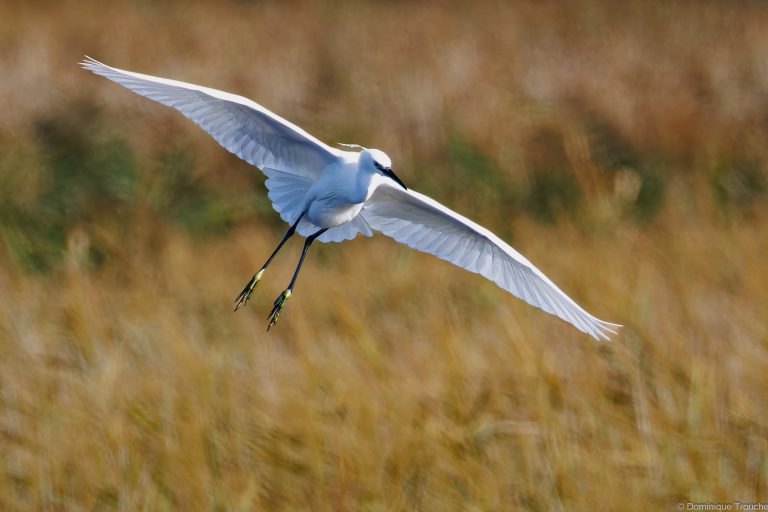 Aigrette garzette