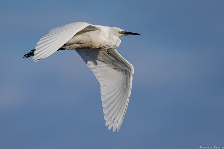 Aigrette garzette en vol