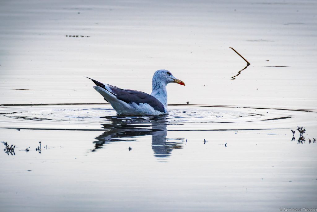 Goéland argenté sur l'eau
