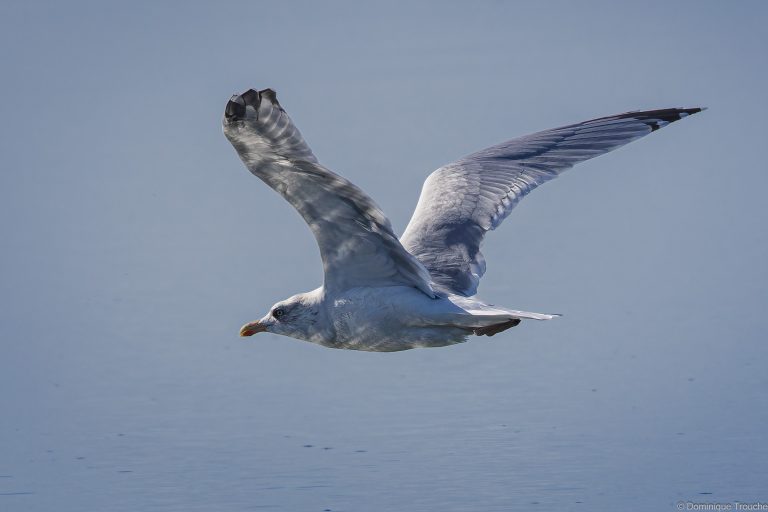 Goéland argenté