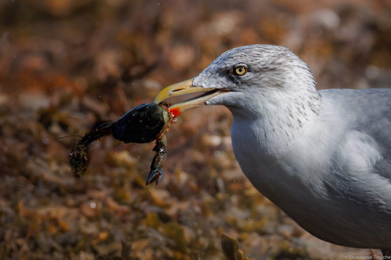 Goéland argenté et son crabe