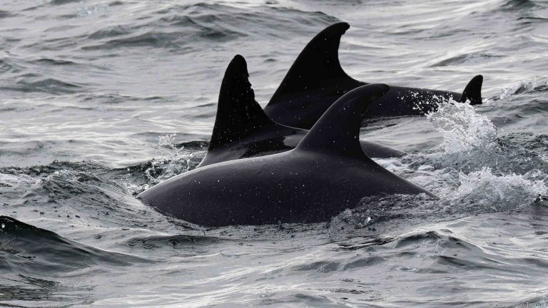 Grands dauphins