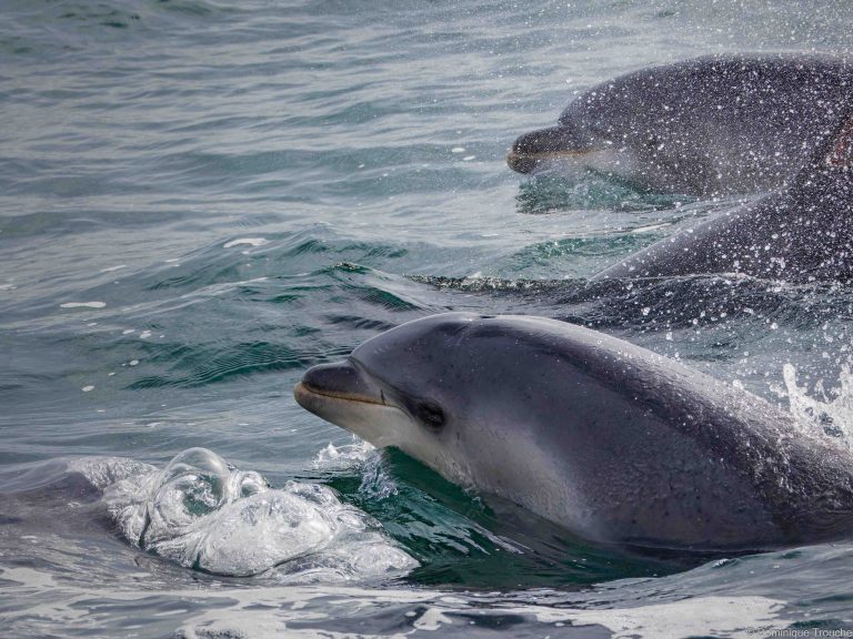 Grands dauphins