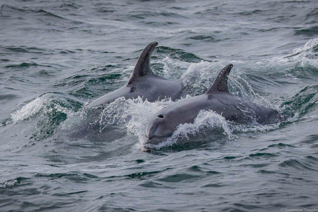 Grands dauphins