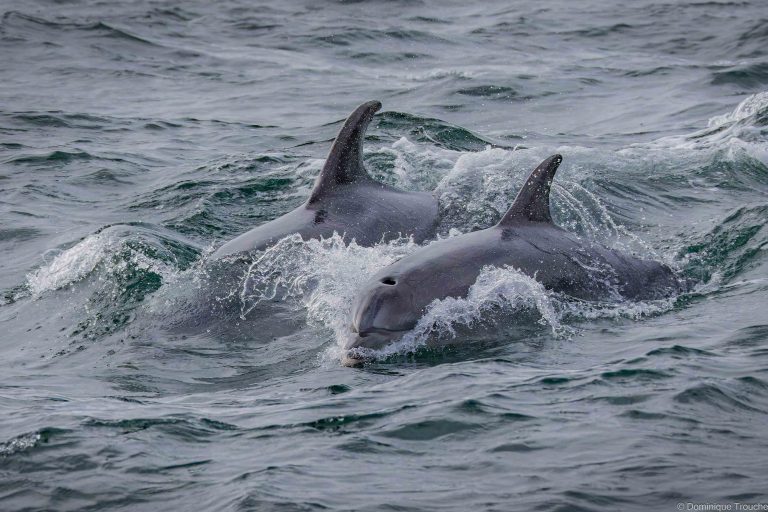 Grands dauphins