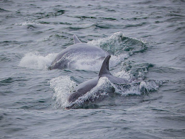Grands dauphins