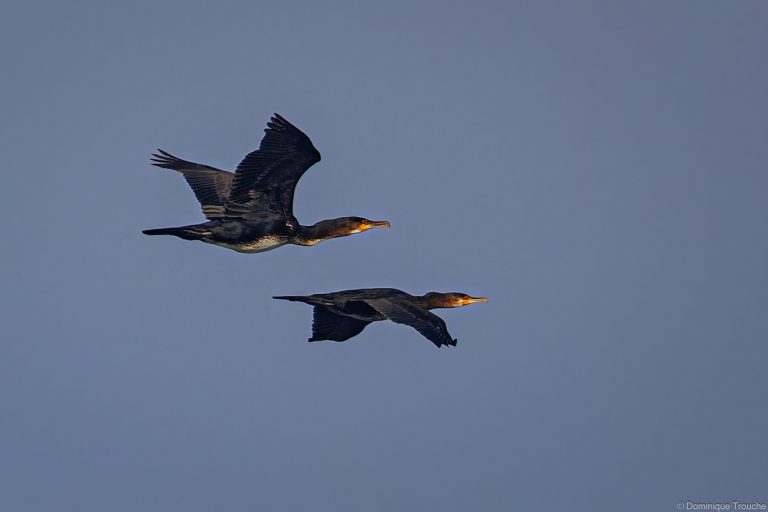 Grand Cormoran