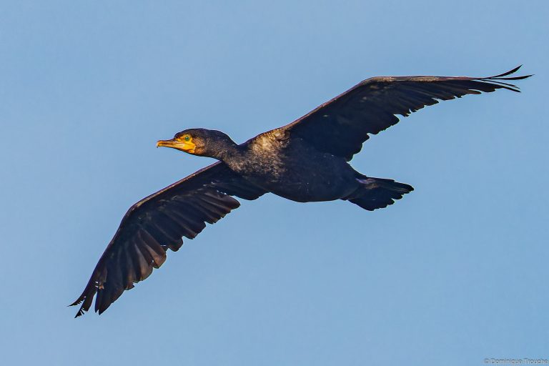 Grand Cormoran