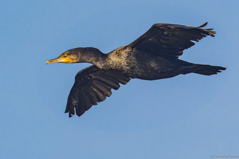 Grand Cormoran