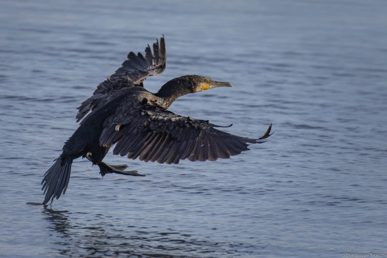 Grand Cormoran