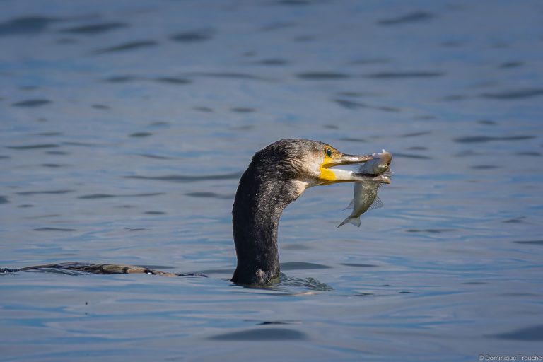 Grand cormoran