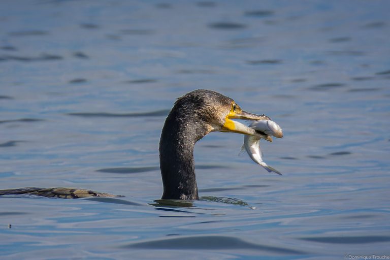 Grand cormoran