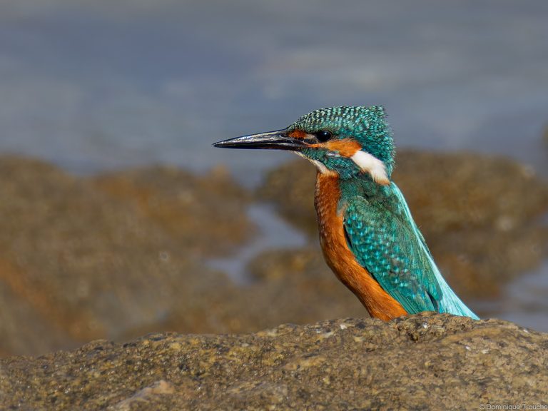 Martin-pêcheur