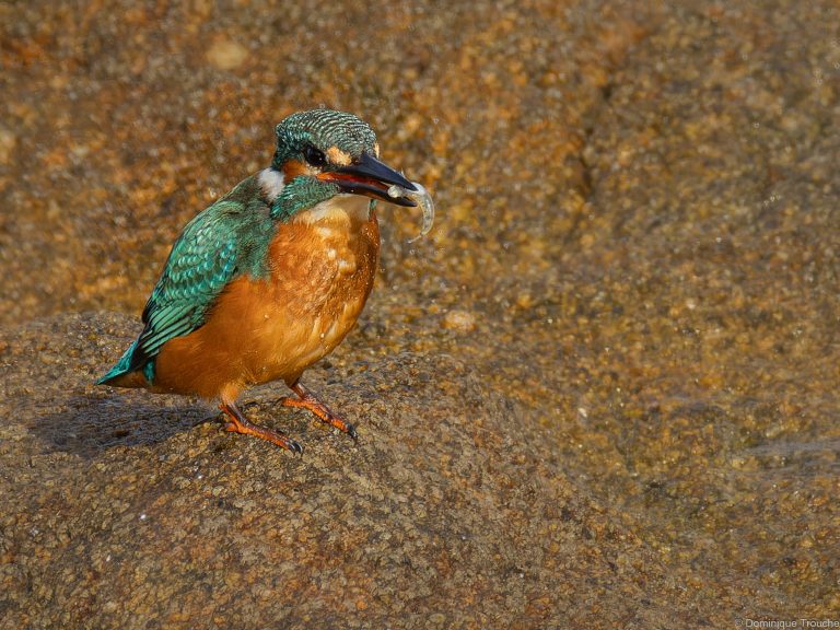 Martin-pêcheur