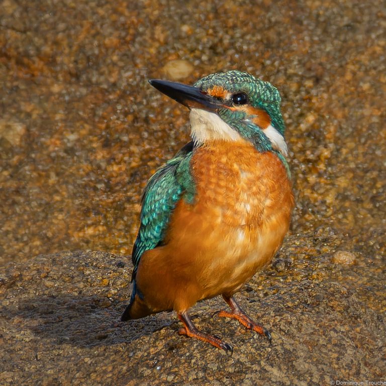 Martin-pêcheur