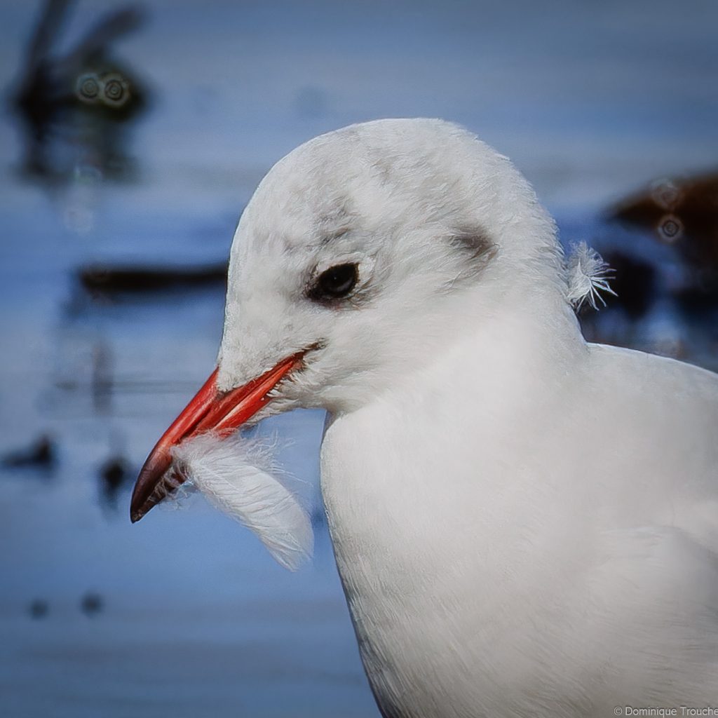 Portrait de Mouette rieuse