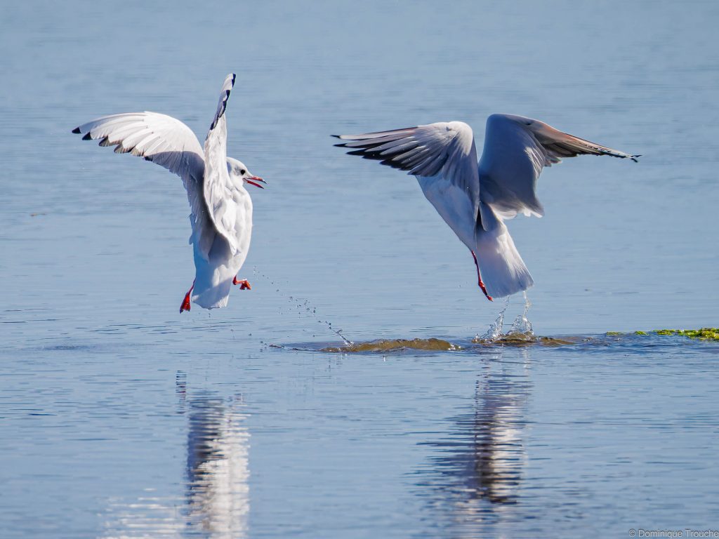 Mouette rieuse
