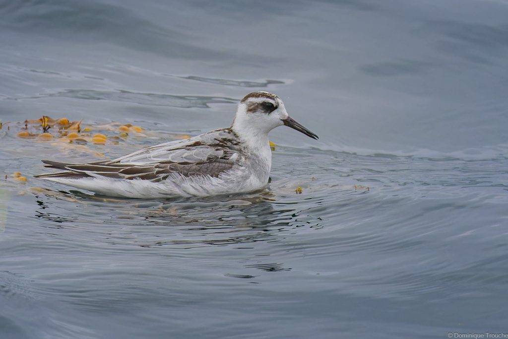 Phalarope à bec large