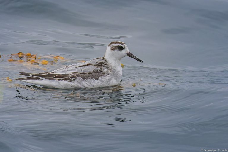 Phalarope à bec large