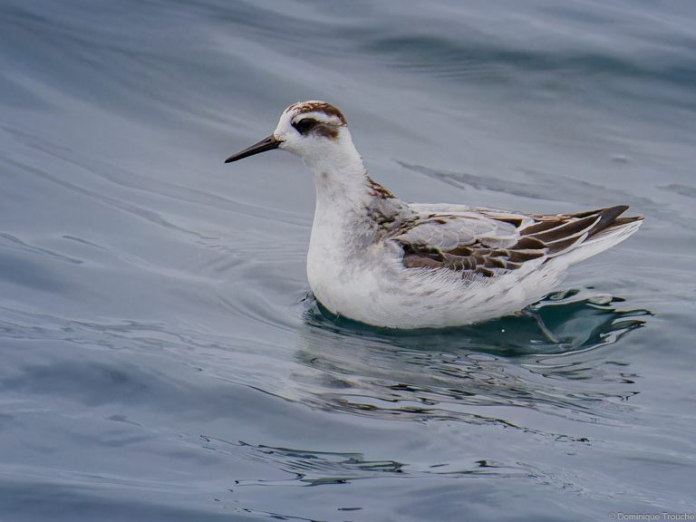 Phalarope à bec large