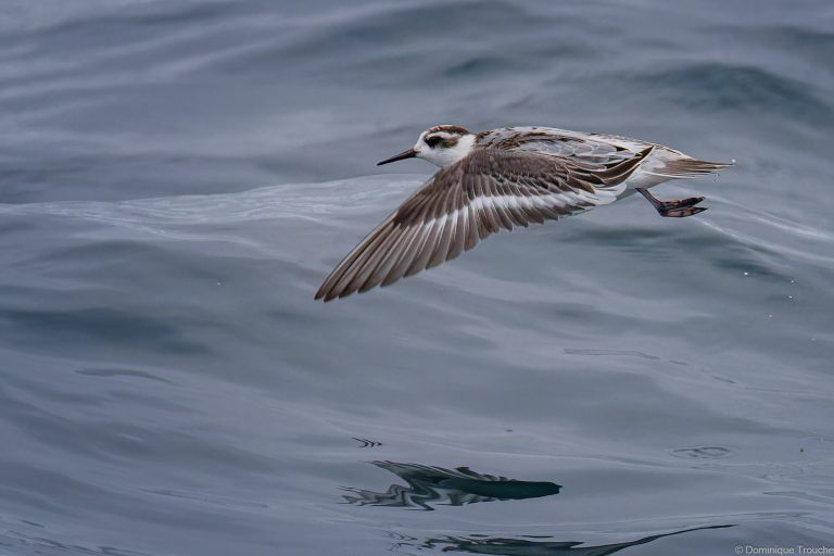 Phalarope à bec large