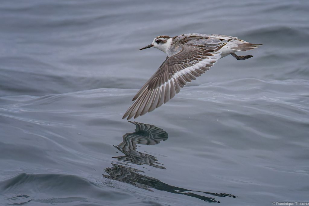 Phalarope à bec large