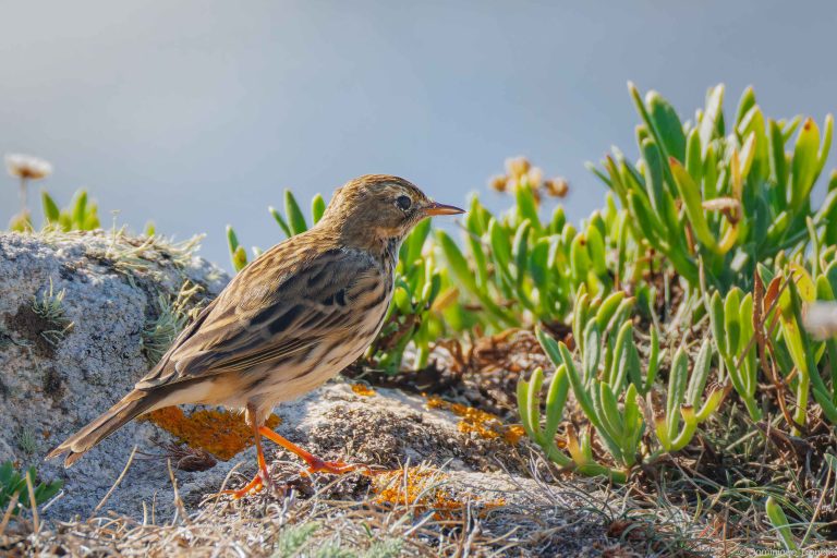 Pipit farlouse